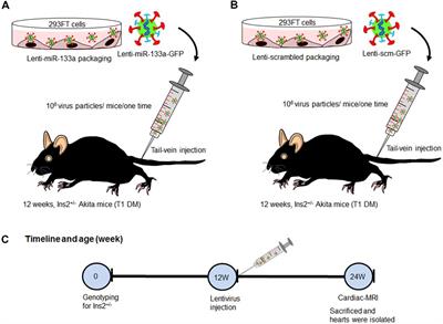 MiR-133a Mimic Alleviates T1DM-Induced Systolic Dysfunction in Akita: An MRI-Based Study